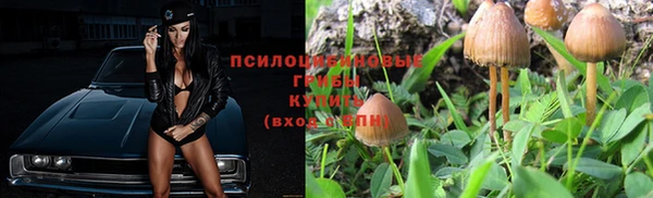 шишки Новодвинск